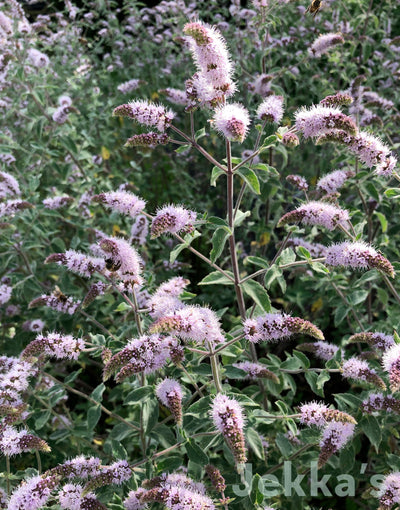 Jekka's: Jekka's Buddleia Mint (Mentha longifolia 'Jekka's')