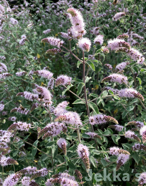 Jekkapedia: Jekka's Buddleia Mint (Mentha longifolia 'Jekka's')