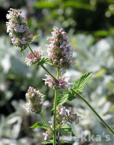 Jekka's: Catnep (Nepeta cataria)