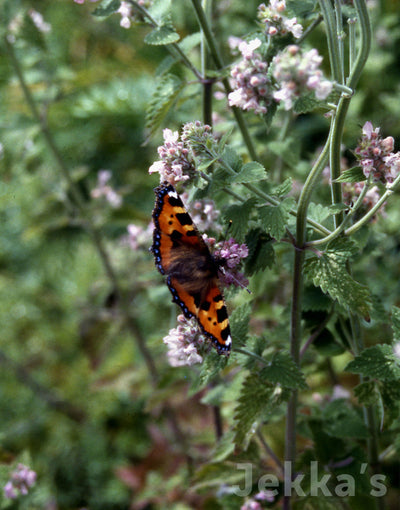 Jekka's: Lemon Scented Catnip (Nepeta cataria 'Citriodora')