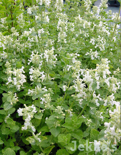 Jekkapedia: White Flowering Catmint