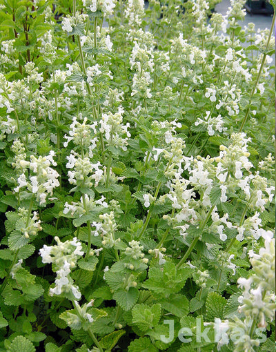 Jekka's: White Flowering Catmint (Nepeta x faassenii 'Alba')