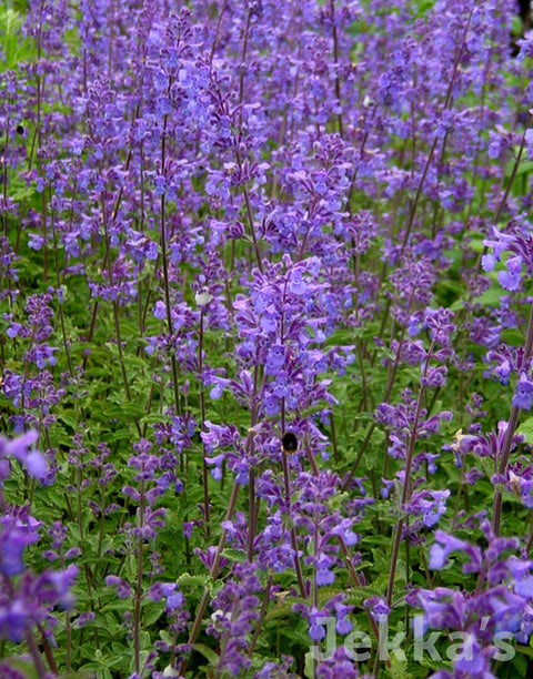 Jekka's: Catmint Walkers Low (Nepeta racemosa 'Walkers Low')