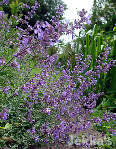 Jekka's: Catmint Six Hills Giant (Nepeta 'Six Hills Giant')