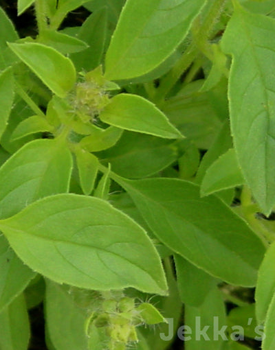 Jekka's: Lime Basil (Ocimum x africanum ‘Lime’)