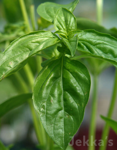 Jekka's: Sweet Basil (Ocimum basilicum)