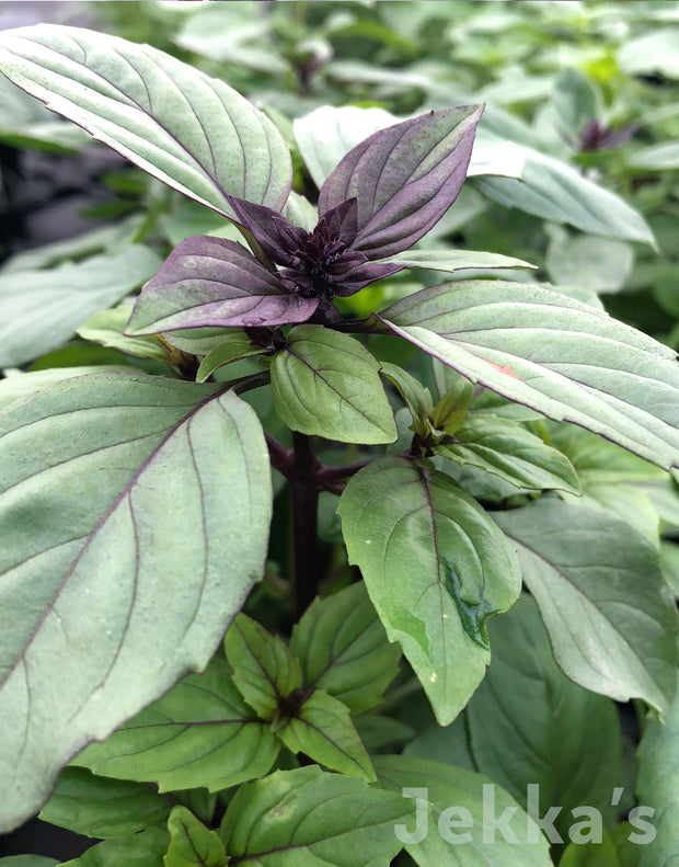 cinnamon basil plant Ocimum basilicum 'Cinnamon' (Cinnamon Basil): Seeds and Plants available to buy. – Jekka's