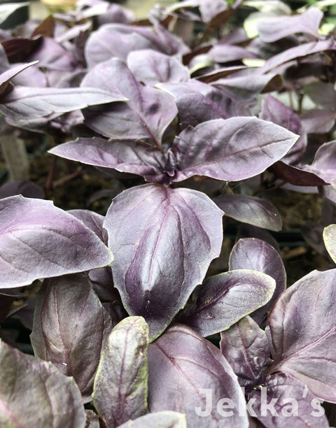 Jekkapedia: Purple Basil