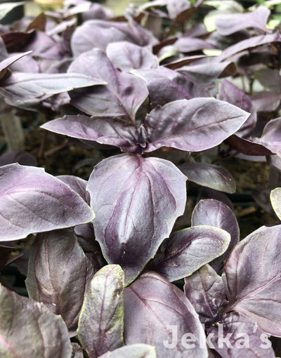 Jekka's: Purple Basil (Ocimum basilicum var. purpurascens 'Red Shiraz')
