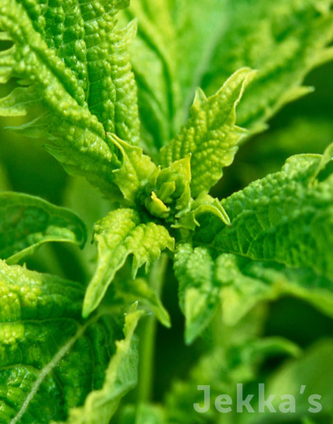 Jekkapedia: Green Ruffles Basil