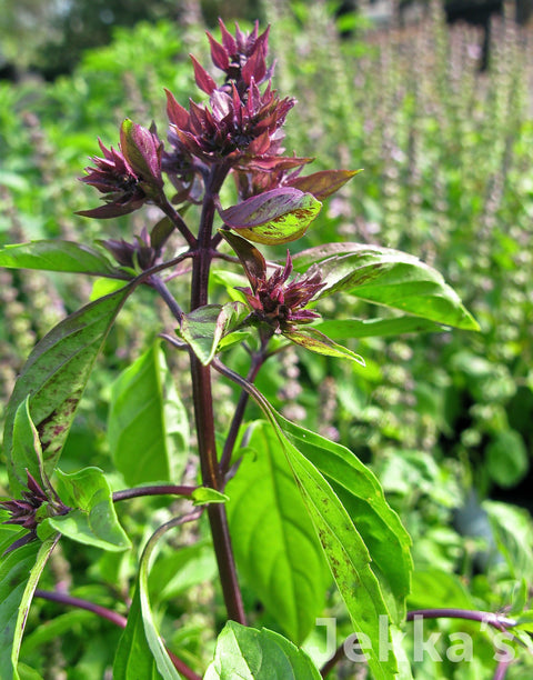 Jekkapedia: Anise Basil