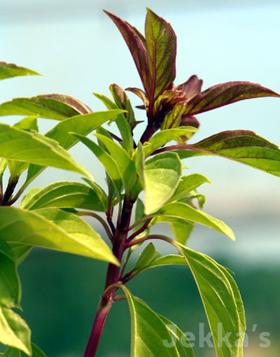 Jekkapedia: Thai Basil