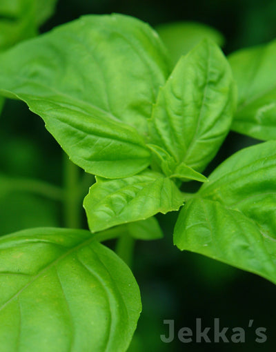 Jekka's: Lettuce Leaf Basil  (Ocimum basilicum 'Napolitano')