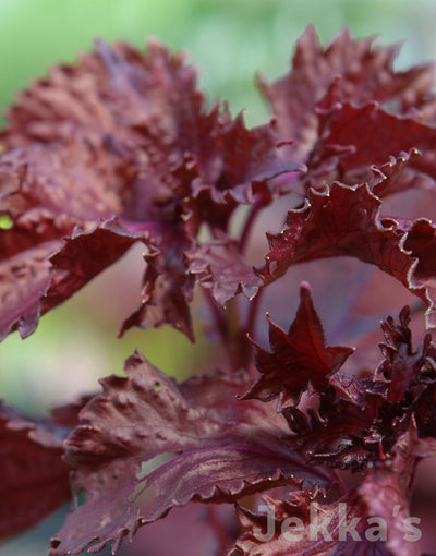 Jekkapedia: Purple Ruffles Basil