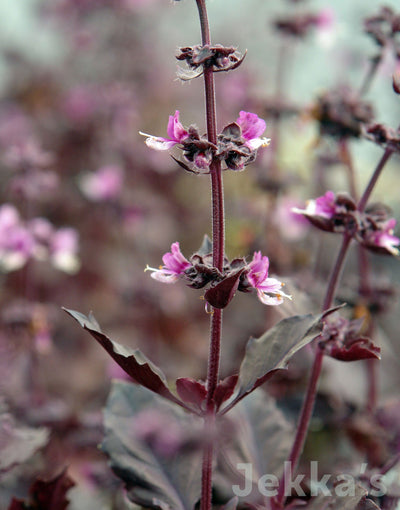 Jekka's: Red Rubin Basil (Ocimum basilicum var. purpurascens 'Red Rubin')