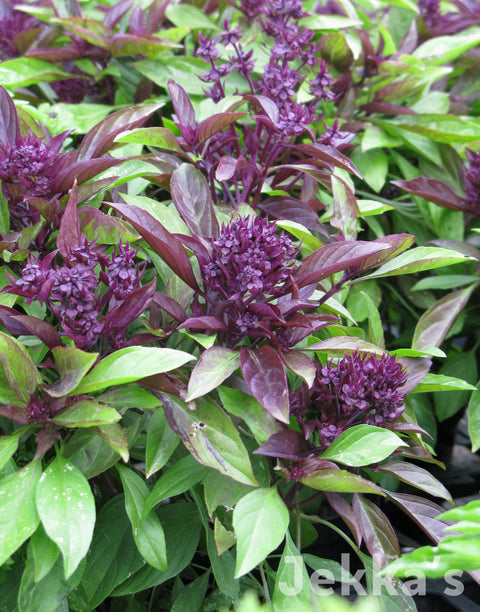 Jekkapedia: Siam Queen Basil