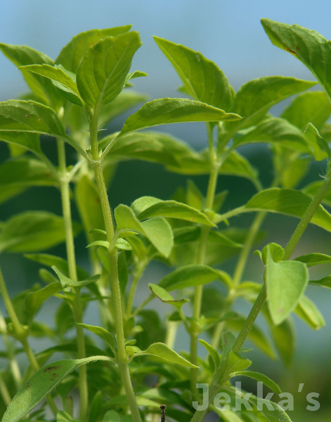 Jekkapedia: Ocimum minimum (Bush Basil) – Jekka's