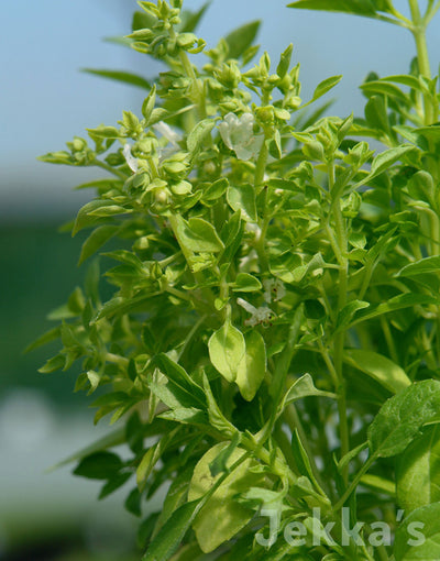 Jekka's: Greek Basil (Ocimum minimum 'Greek')