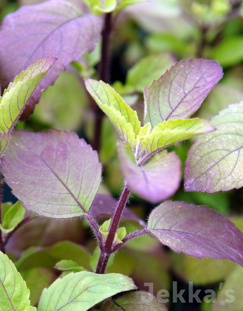 holy basil glutathione Harnessing the Antibacterial, Anti-Diabetic and Anti-Carcinogenic Properties of Ocimum sanctum Linn (Tulsi) Basil: Nutrition, Health Benefits, Uses