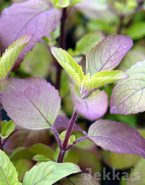 Jekkapedia: Holy Basil