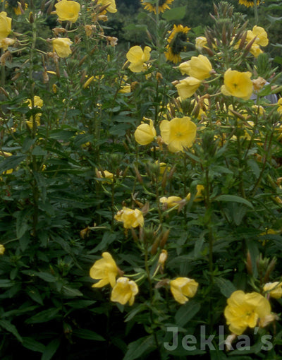 Jekka's: Evening Primrose (Oenothera biennis )