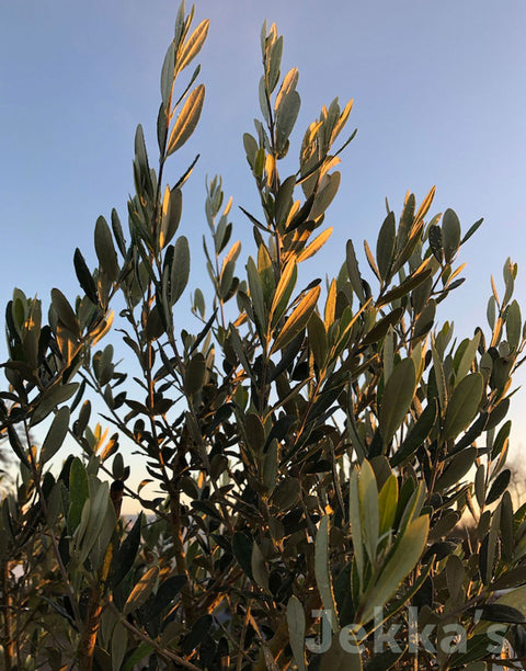 Jekkapedia: Olive Tree