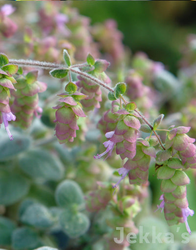 Jekka's: Cretan Oregano (Origanum dictamnus)