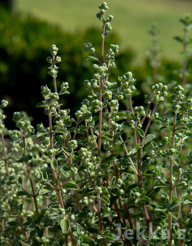 Jekka's: Sweet Marjoram (Origanum majorana)