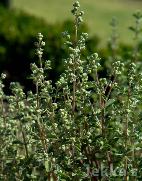 Jekkapedia: Sweet Marjoram