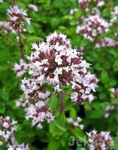 Jekkapedia: Pot Marjoram