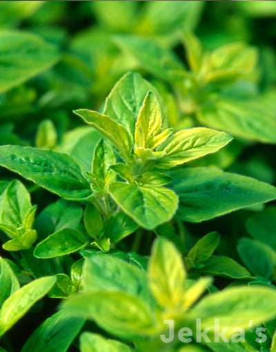 Jekka's: French Marjoram (Origanum 'French')
