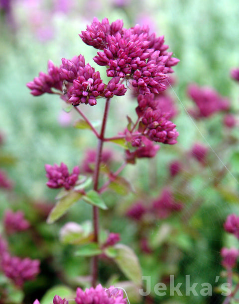 Jekka's: Rosenkuppel Oregano  (Origanum 'Rosenkuppel')