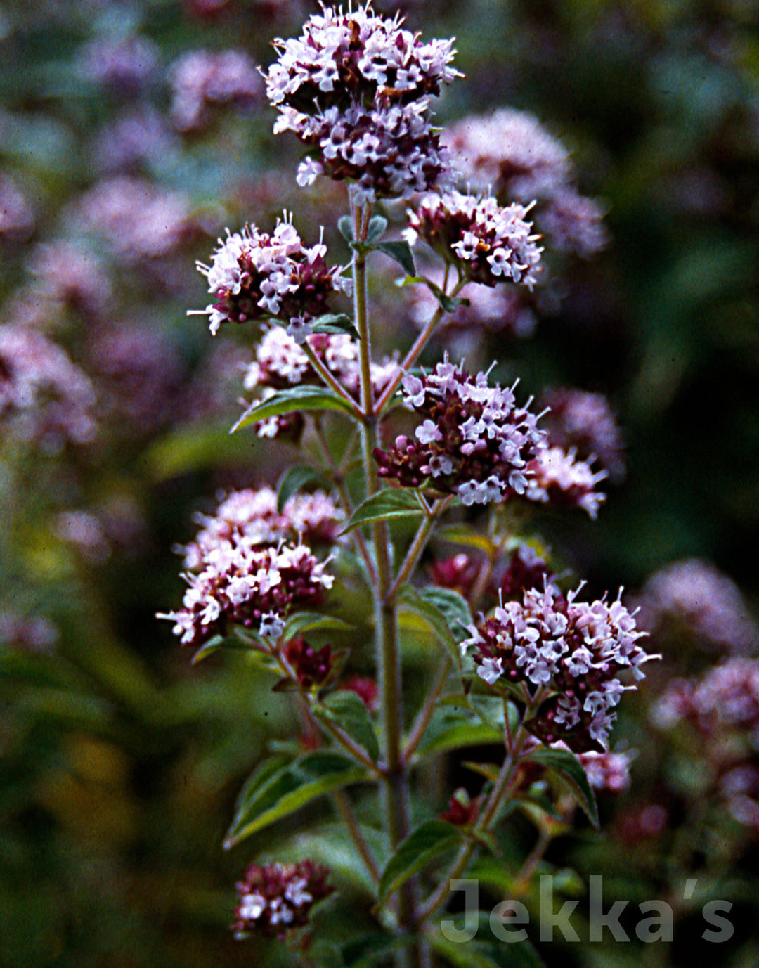 oregano plant flower Jekkapedia: Origanum vulgare (Oregano) – Jekka's