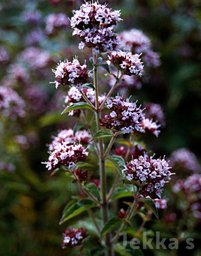 Jekka's: Oregano (Origanum vulgare)