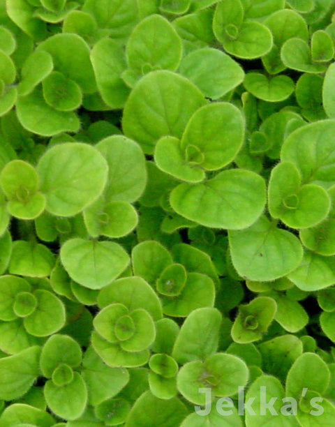 Jekkapedia: Golden Oregano