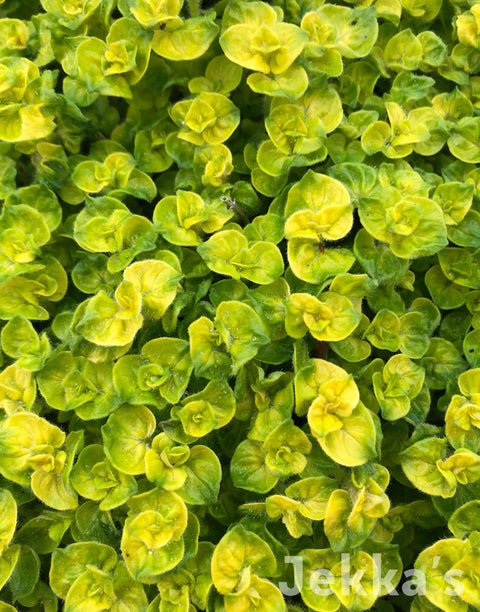 Jekka's: Golden Curly Oregano (Origanum vulgare 'Aureum Crispum')