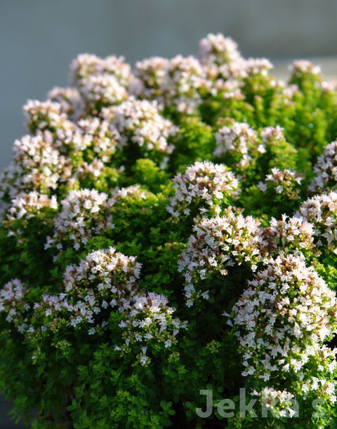 Jekka's: Dwarf Oregano (Origanum vulgare 'Nanum')