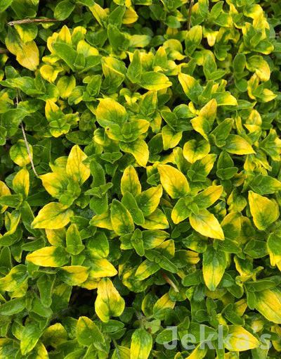 Jekka's: Gold Tipped Oregano (Origanum vulgare 'Gold Tip')