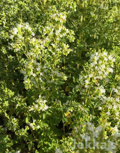 Jekkapedia: White Flowered Oregano