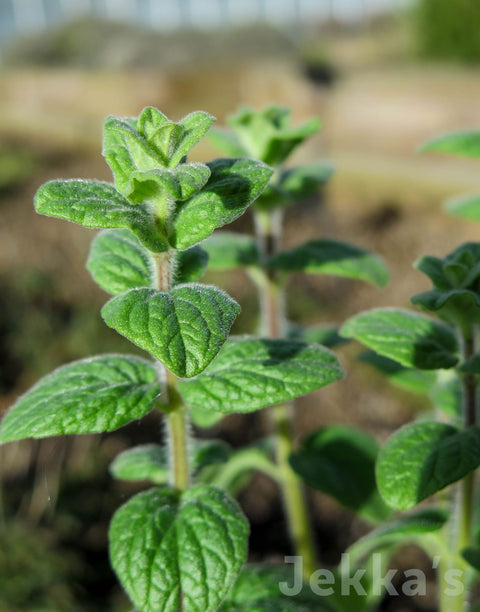 Jekkapedia: Middle East Oregano