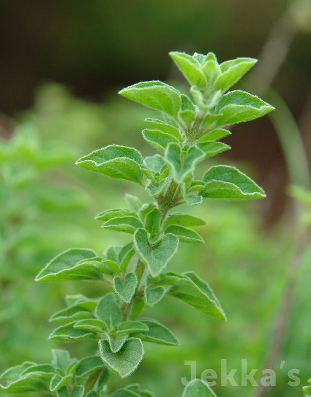 Jekka's: Greek Oregano (Origanum vulgare subsp. hirtum 'Greek')