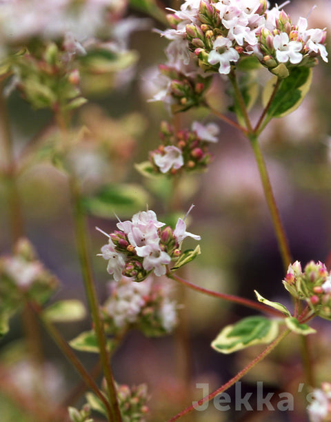 Jekkapedia: Polyphant Oregano