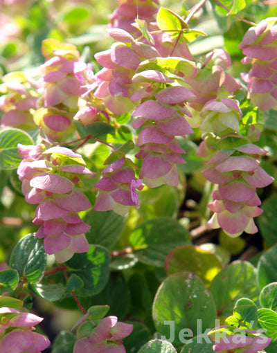 Jekka's: Kent Beauty Oregano  (Origanum 'Kent Beauty')