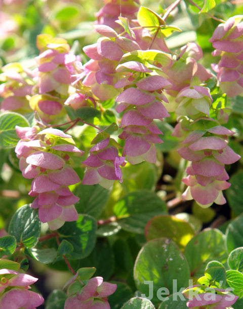 Jekka's: Kent Beauty Oregano  (Origanum 'Kent Beauty')