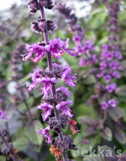 Jekkapedia: African Blue Basil 