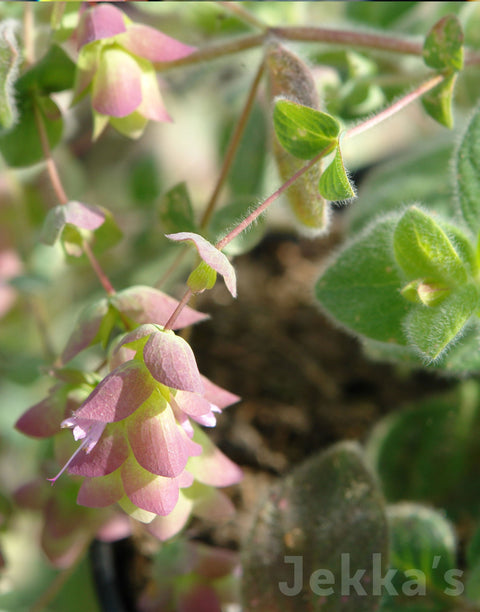 Jekkapedia: Jekka's Beauty Oregano