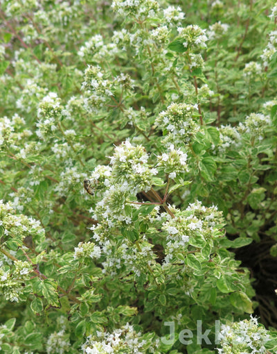 Jekka's: Country Cream Oregano  (Origanum vulgare 'Country Cream')