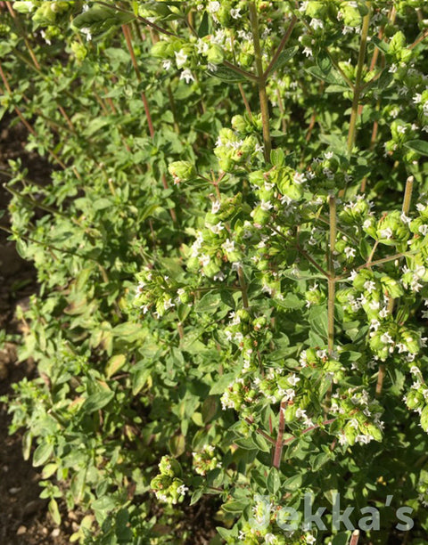 Jekkapedia: Italian Marjoram 