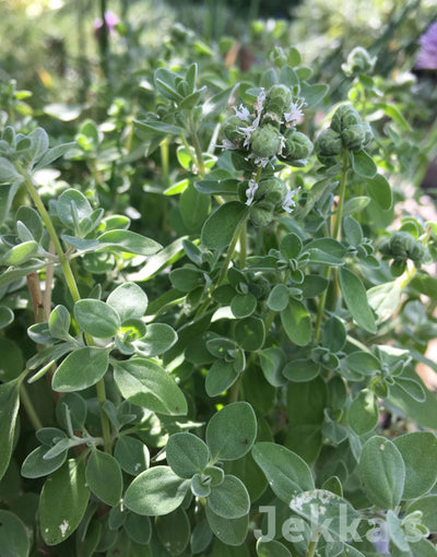 Jekka's: Cypriot Marjoram  (Origanum majorana var. tenuifolium)