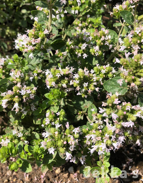 Jekka's: Oregano Jekka's Cooks delight  (Origanum 'Jekka's cooks delight')